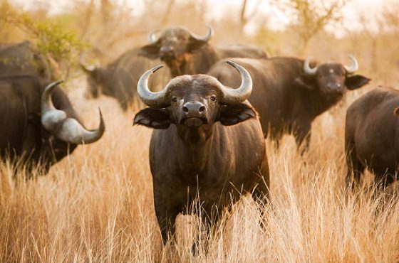 7 Days Kenya Safari – Northern to Southern Adventure